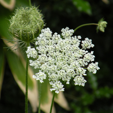 Wildflower Wild Carrot